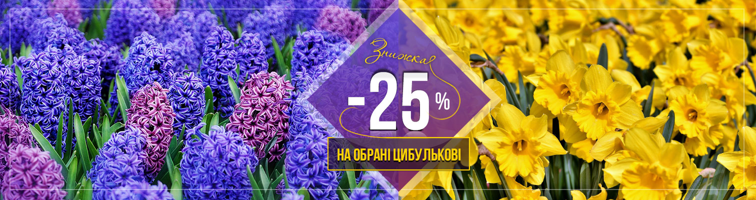 Акция! -25% на популярные группы луковичных цветов