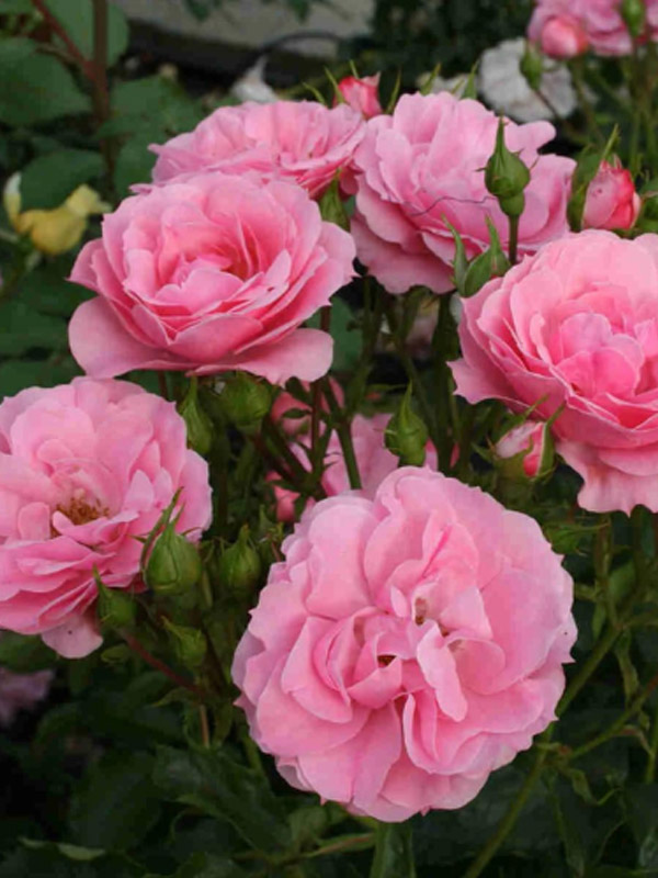 ������� ���������� ������ (Royal Bonica) ��������� �3