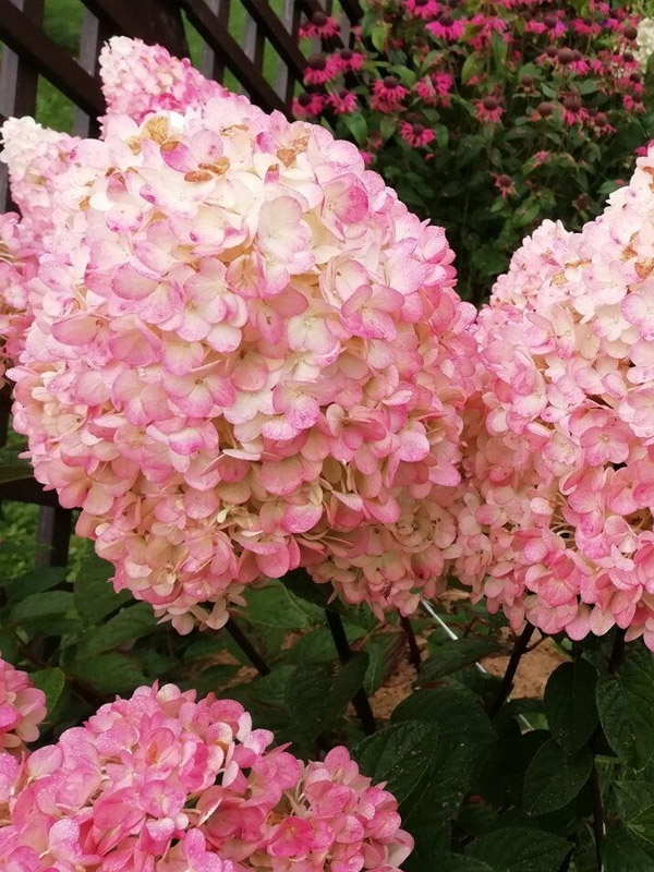 ��������� �������� ���� ������ Magical Sweet Summer ����������� �3
