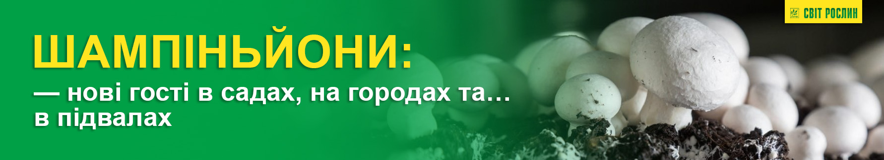 Шампиньоны — новые гости в садах, на огородах и… в подвалах Шампиньоны — новые гости в садах, на огородах и… в подвалах