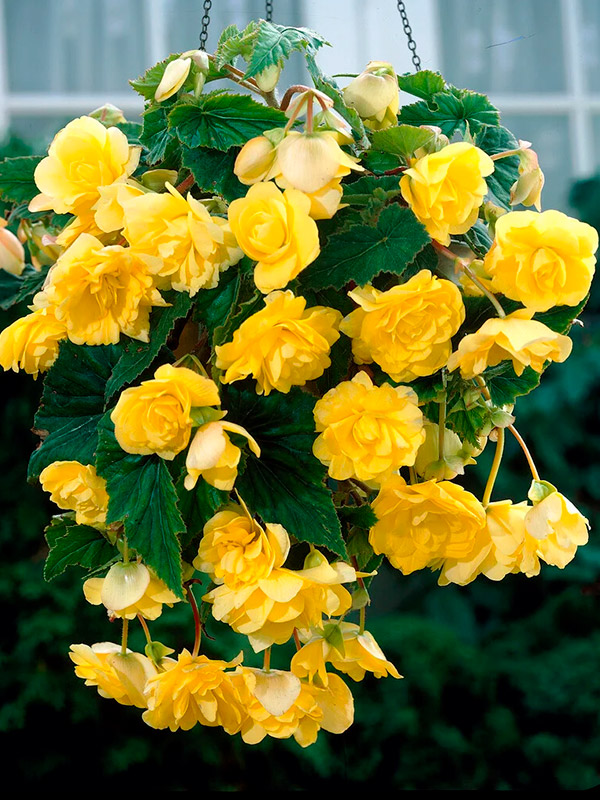 ������� ��������� ������ ������ 5+ 