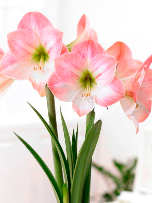 ����������� Apple Blossom ����� 24/26 