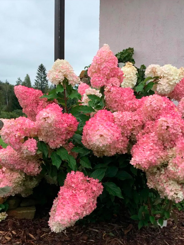 ��������� ������� ����� Vanilla Fraise ����������� �2