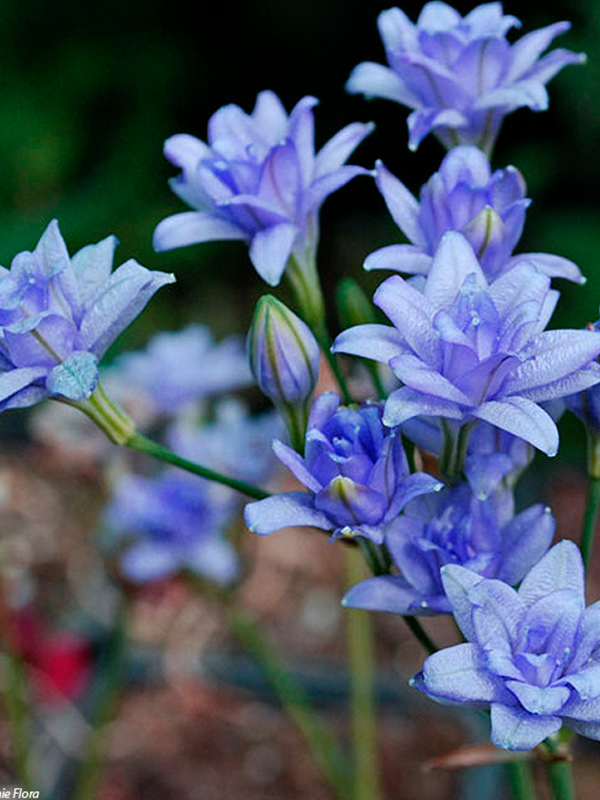 �������� Blues 5+ 