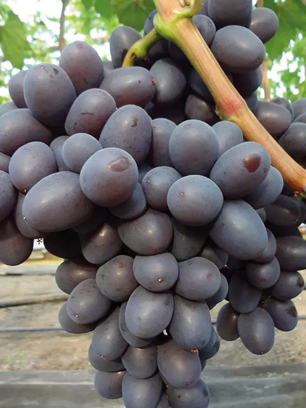 �������� ��������� �������� ����������� �����