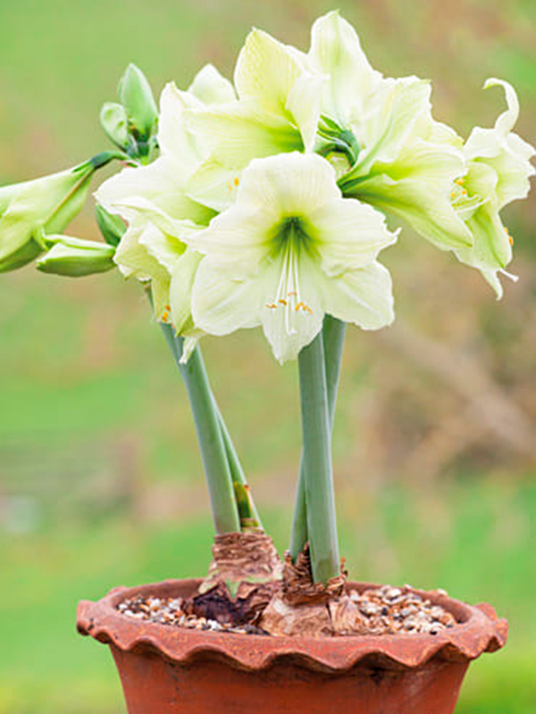 ó��������� Yellow Star 26/28