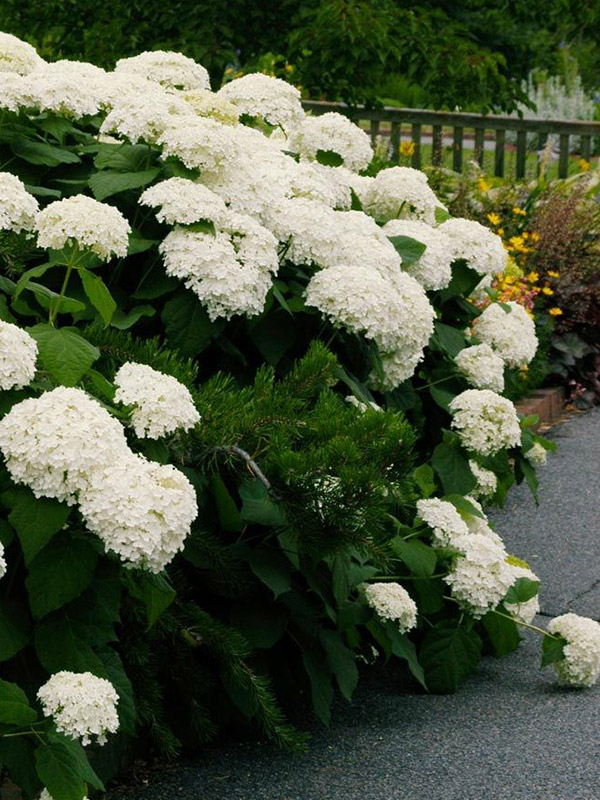 ��������� ������ ������� (Strong Annabelle) ����������� �2