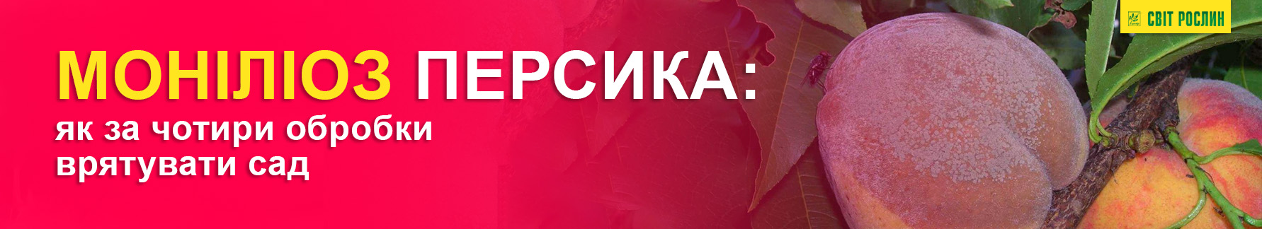 Монилиоз персика: как за четыре обработки спасти сад Монилиоз персика: как за четыре обработки спасти сад
