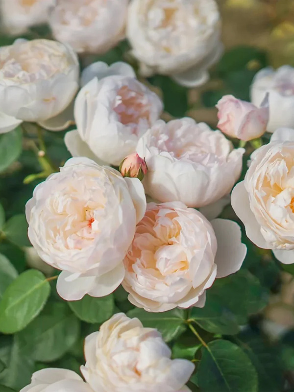     (Glamis Castle)