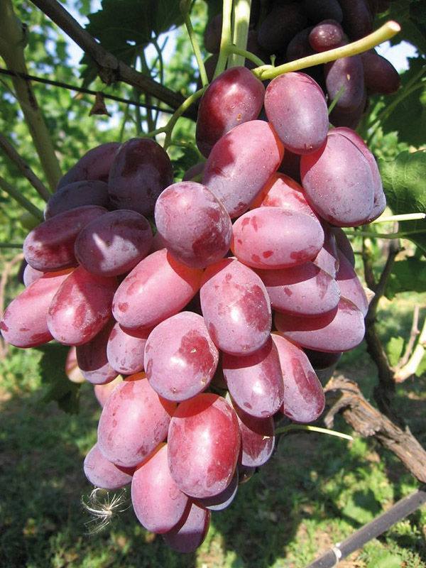 �������� ������� ��������������� �������