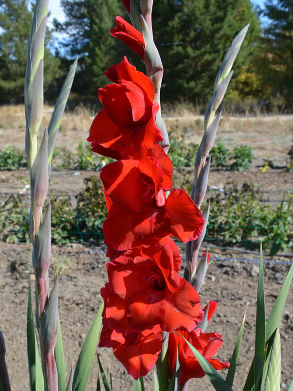 �������� Roma 10/12