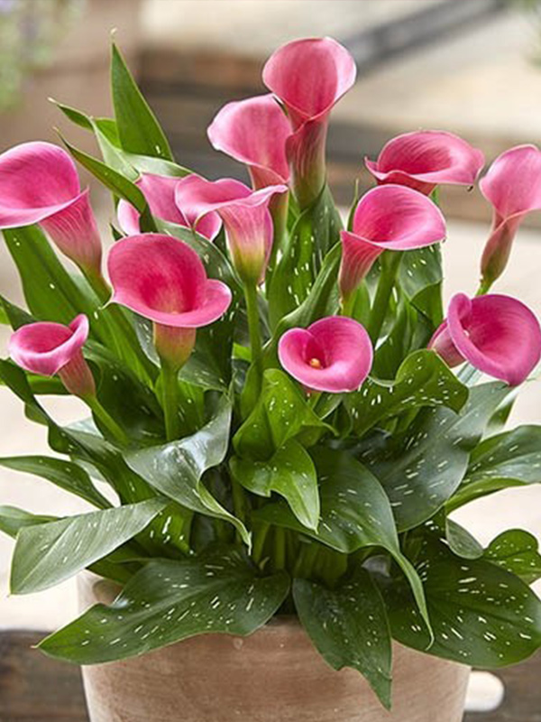 ����� Cheerio 14/16