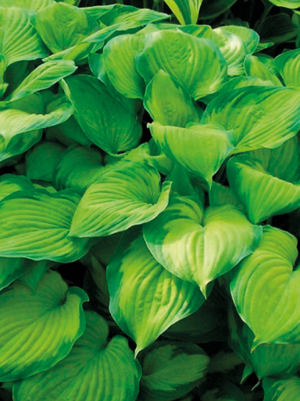 ����� ��������� (Guacamole)