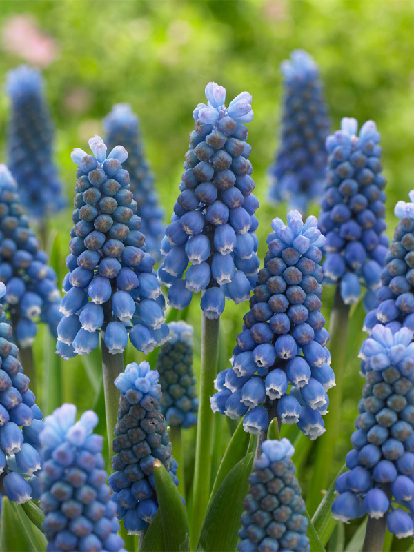  Blue Magic 7/8