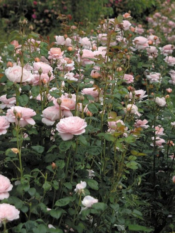 ���� �������� ������ (Queen of Sweden) ���������� C3