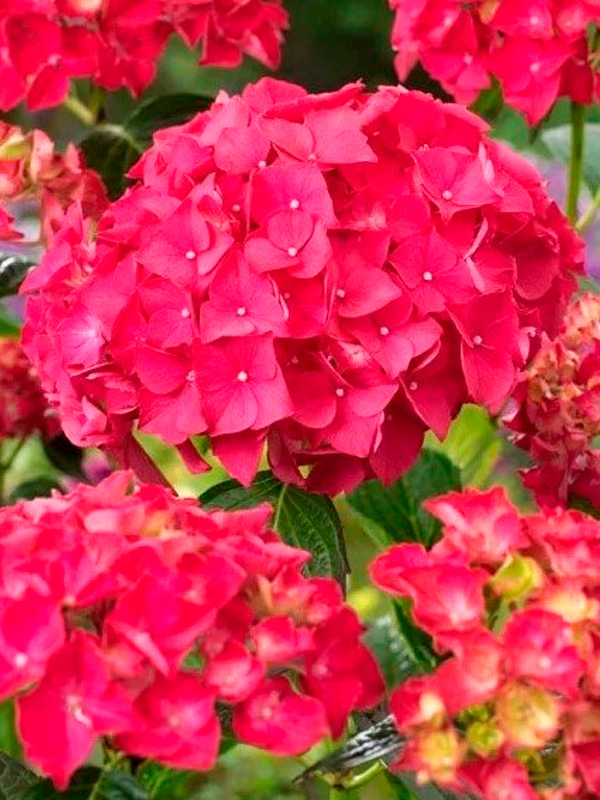 ��������� ������������ (Alpengluhen) ������������� �3