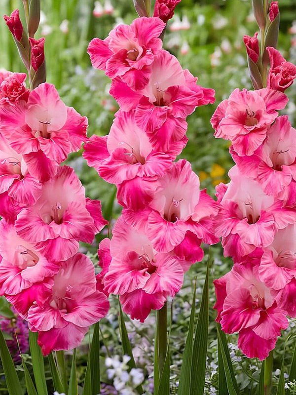 �������� Hugo 12/14