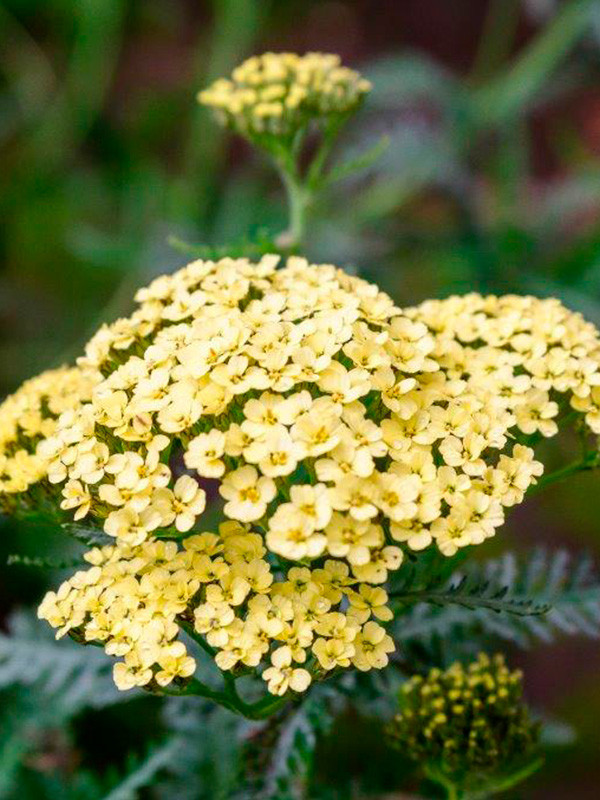 ������� Hella Glashoff 