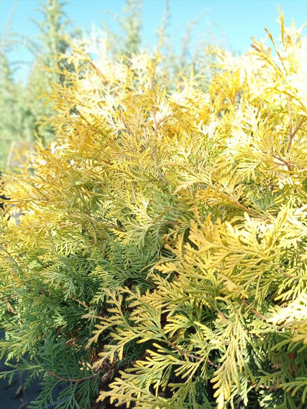 ��� �������� ����� ������ (Yellow Ribbon) �3