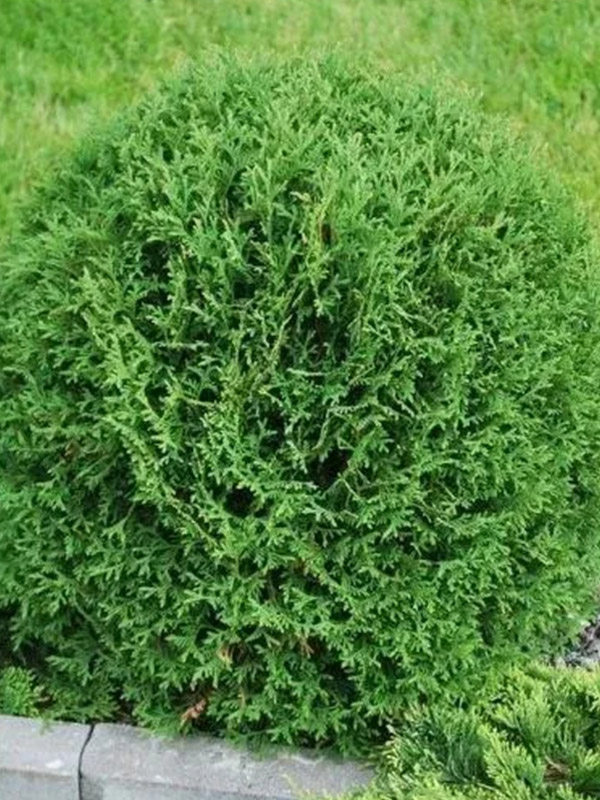 ��� Hoseri �9