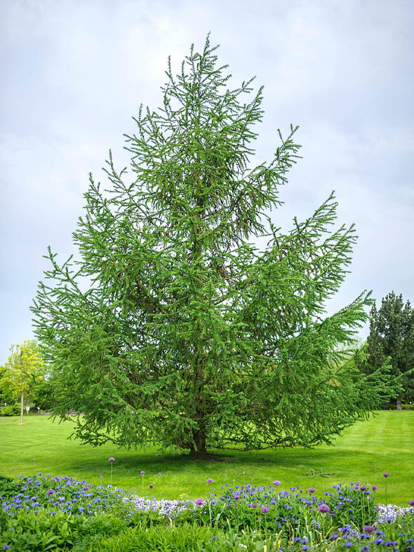   (larix kaempferi) P9