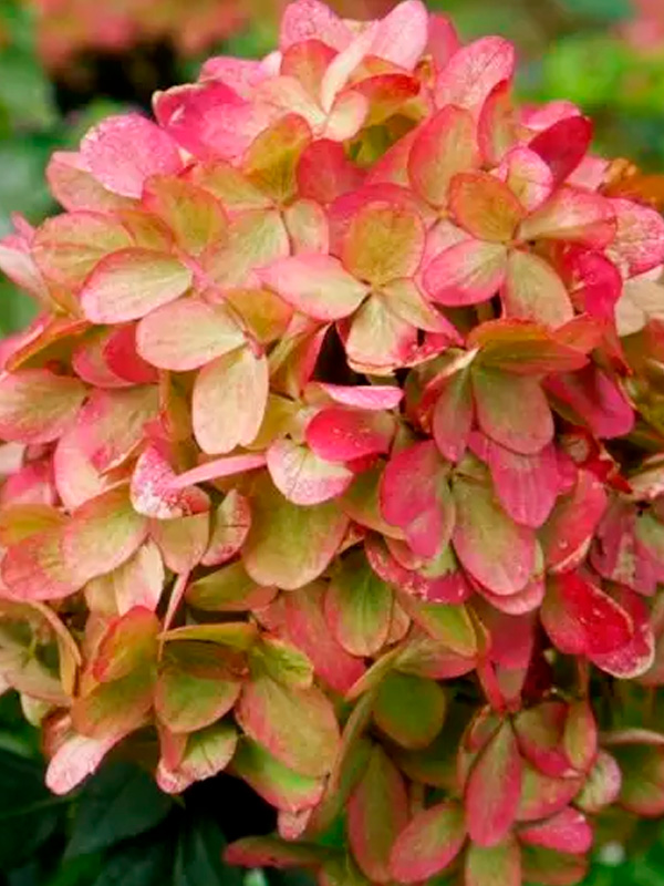 ��������� �������� (Graffiti) ����������� �3