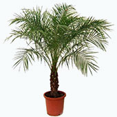 Финиковая пальма: тропическая экзотика в вашем доме