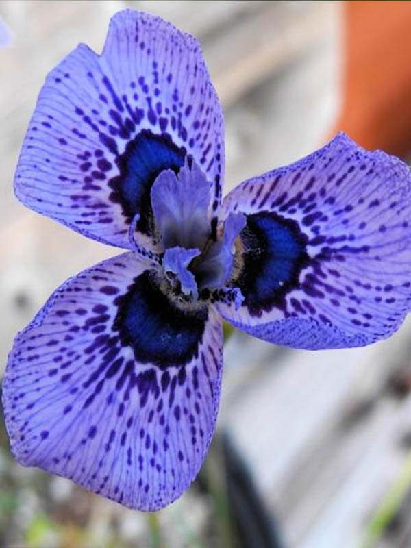 ����� ��� 5+