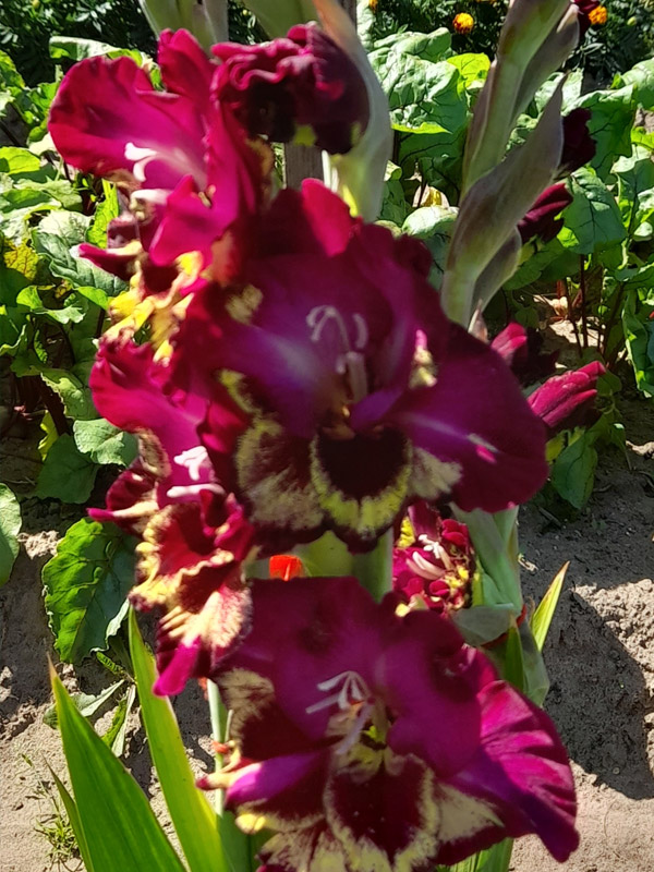 �������� Color Club 14+