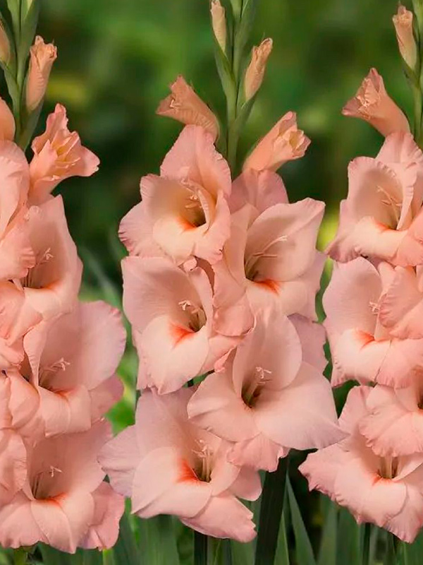 �������� Apricot Beauty 10/12