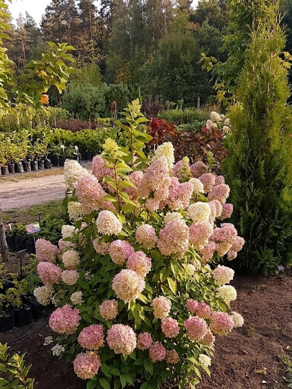 ��������� �������� ���� ������ Magical Sweet Summer ����������� �3