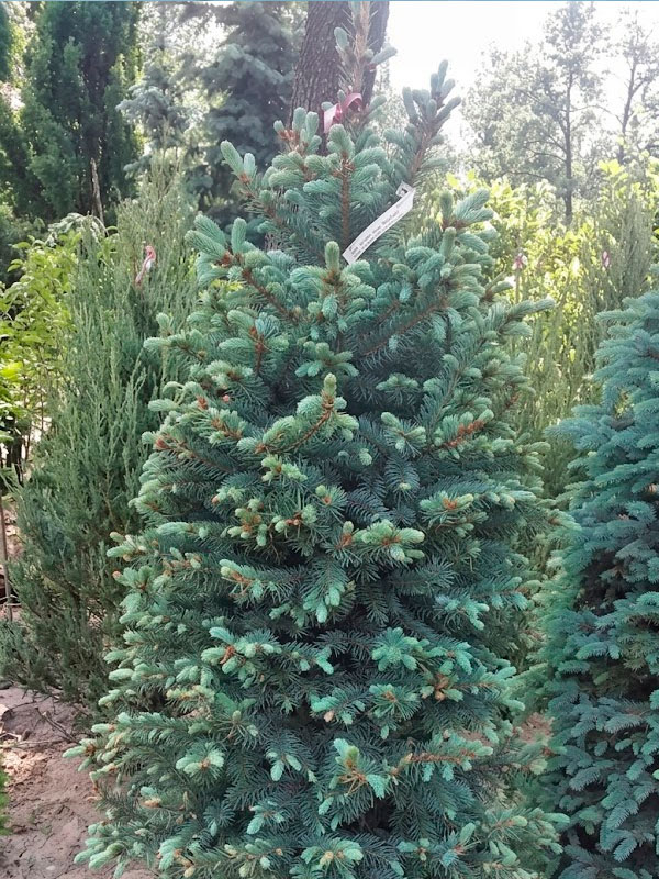 ��� ������� Kaibab �5