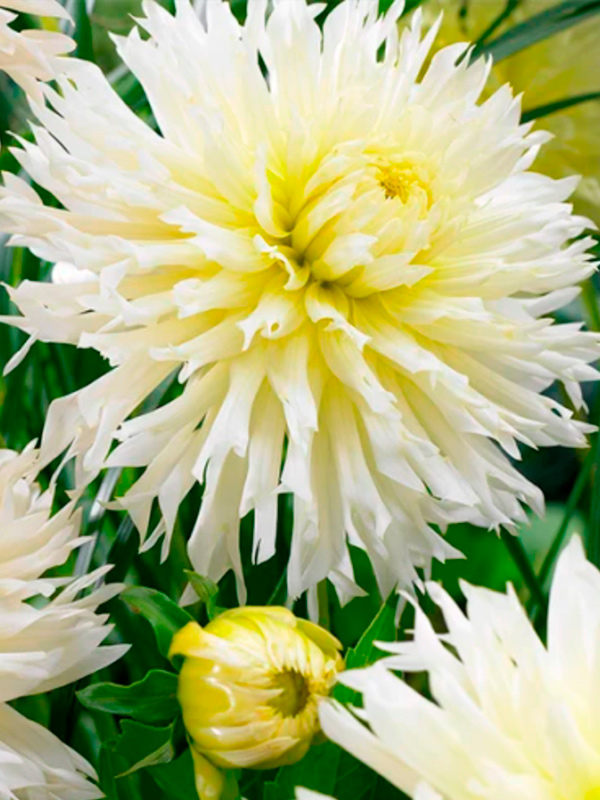 �������� Ice Crystal ��������� 