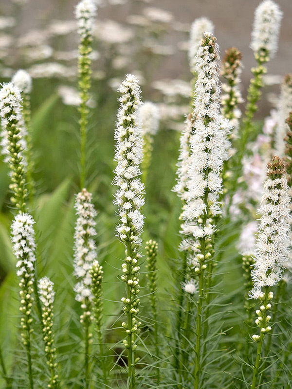 ������� Alba 10/12 