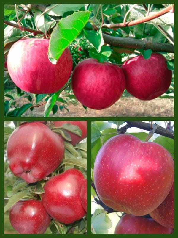 Яблоко слава победителю фото и описание сорта