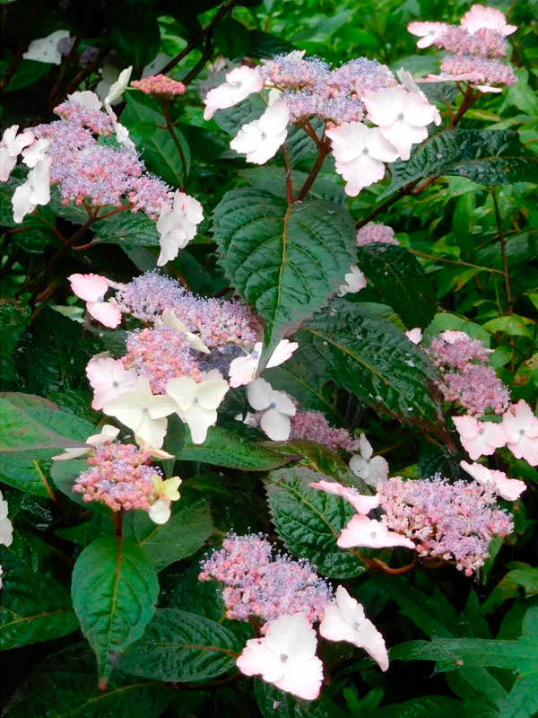 �������� ��������� (Intermedia) ������ C15