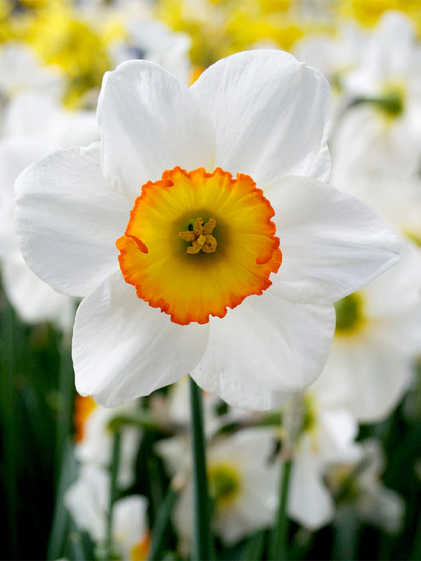   Flower Record 12/14