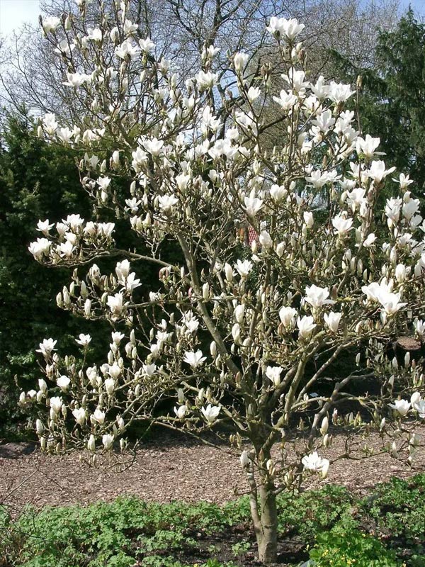 �������� ������� Lenne� Alba �3