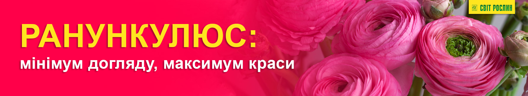 Ранункулюс: минимум ухода, максимум красоты Ранункулюс: минимум ухода, максимум красоты