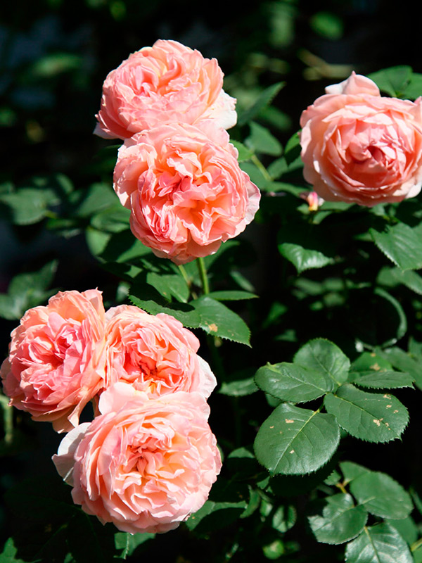 ���� ����������� (Kaolikazali) ��������