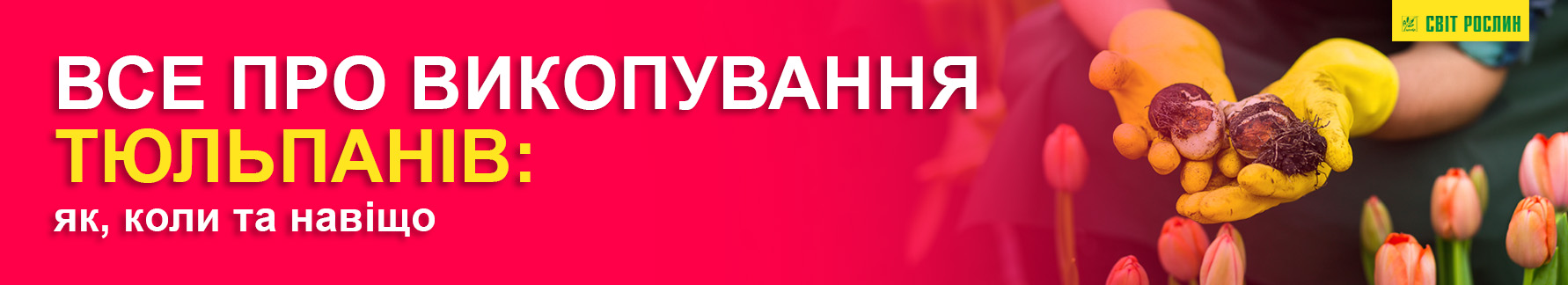 Все о выкапывании тюльпанов: как, когда и зачем Все о выкапывании тюльпанов: как, когда и зачем