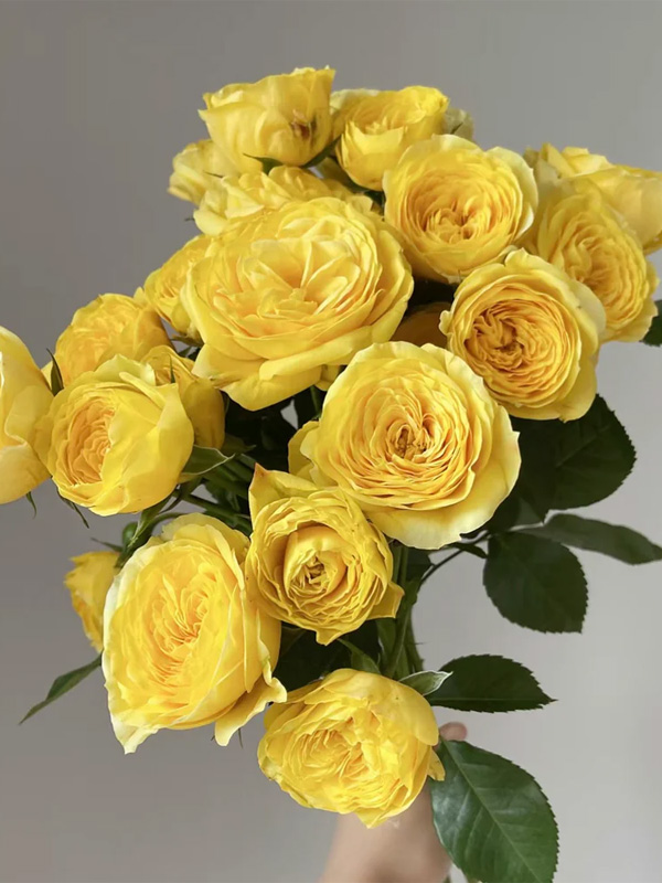     (Lemon Pompon) 1,4-1,6 