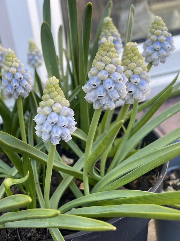   (Peppermint) 7/8 