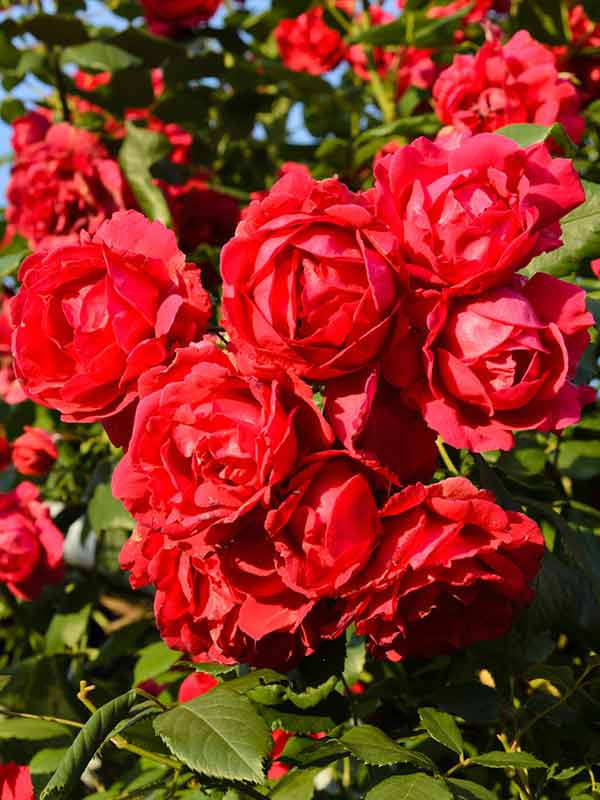 ���� ���� ������� (Pauls Scarlet) ��������� �3