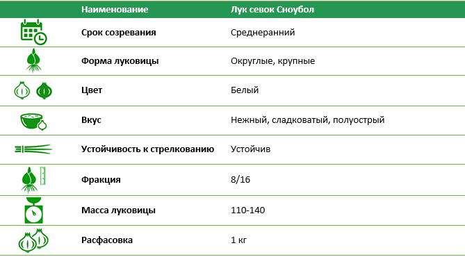 Лук ред барон схема посадки