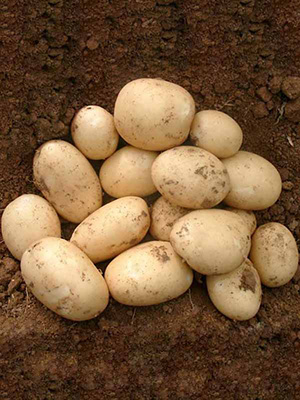 Семенной картофель Орла 1