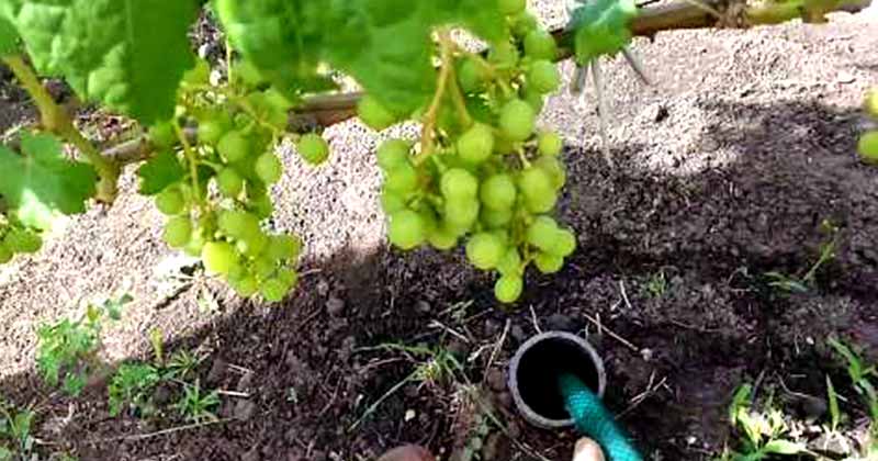 Подземный полив винограда