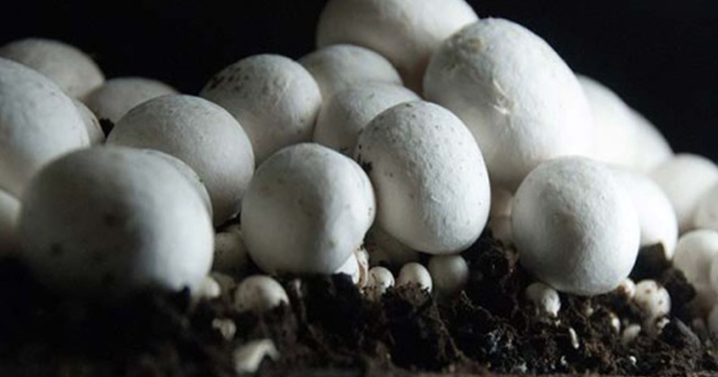 Як виростити гриби на своїй ділянці