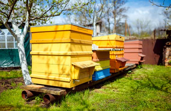 Товари для бджільництва купити