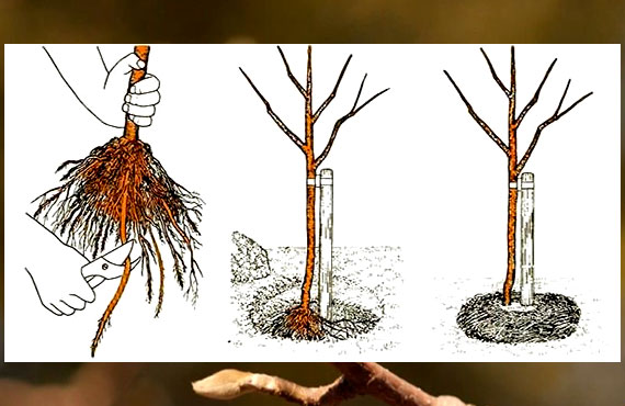 схема як посадити дерево